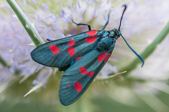 Zygaena trifolii --1