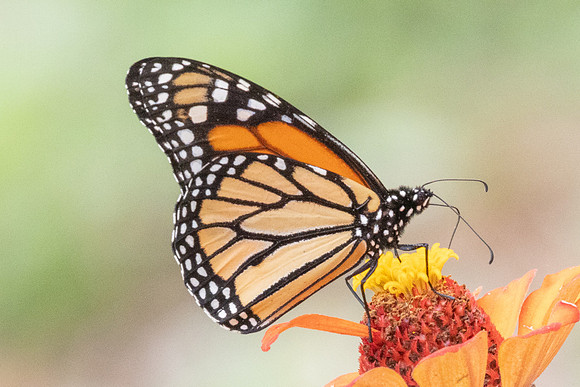 Danaus plexippus-4548 - Chicamocha - 10/06/24