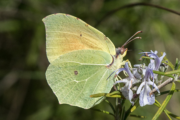 Gonepteryx cleopatra-2868 - Barjols - 18/04/19