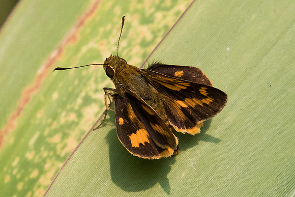 Potanthus trachala-7292 - Doi Suthep - 10/03/2023