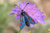 Zygaena lavandulae-8058