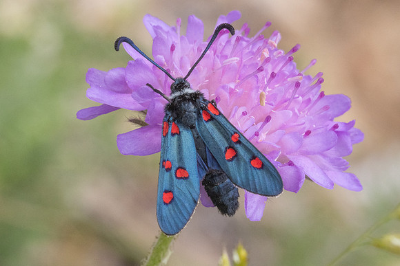 Zygaena lavandulae-8058