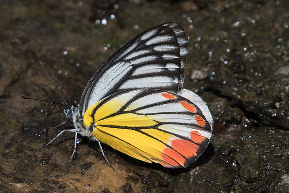 Delias hyparete-0868 - Chiang Dao- 16/11/23