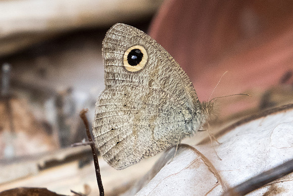 Ypthima similis  id--4708 Doi-Suthep - 9/03/23