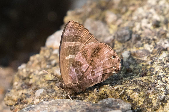 Flos fulgida fulgida-6380 - Doi-Suthep - 10/03/23