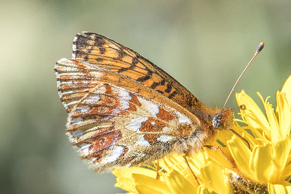 Boloria napaea - pales-6523 Termignon 15/07/22