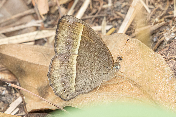 Mycalesis sp-2862