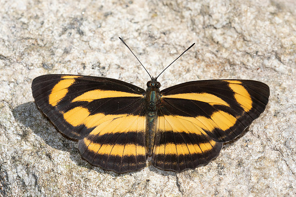 Neptis zaida inayoshii -4736 - Doi Inthanon - 25/03/25