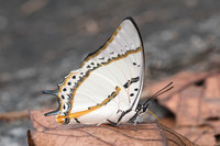 Polyura nepenthes nepenthes-6166  - Doi Suthep - 14/03/23