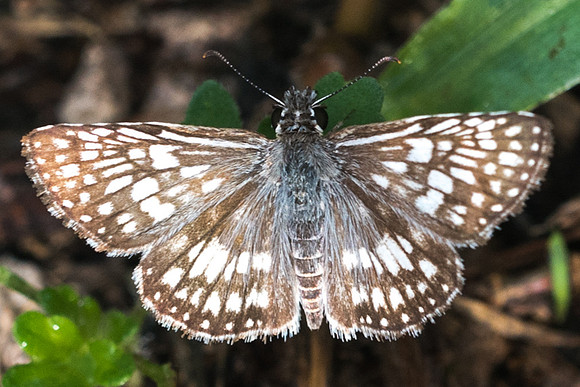 Pyrgus oileus-1813