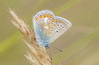 Polyommatus thersites-8149