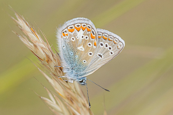 Polyommatus thersites-8149