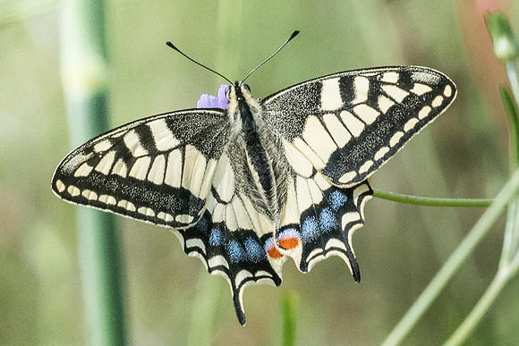 Papilio machaon-8699 - Corte - 16/06/23