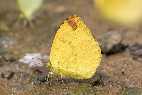 Eurema hecabe-2124 - Chiang Dao  - 11/03/23
