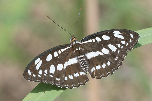 Athyma perius perius-2624 - Chiang Rai - 18/11/23