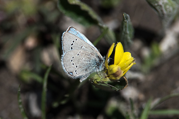 02062015-Glaucopsyche lygdamus -4540