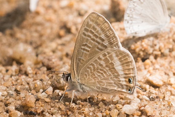Lampides boeticus-9137- Chiang Dao  - 11/03/23