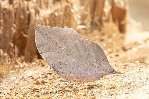 Kallima inachus-3774