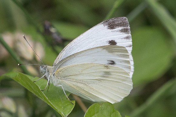 Pieris napi-8345 - Vivario - 14/06/23