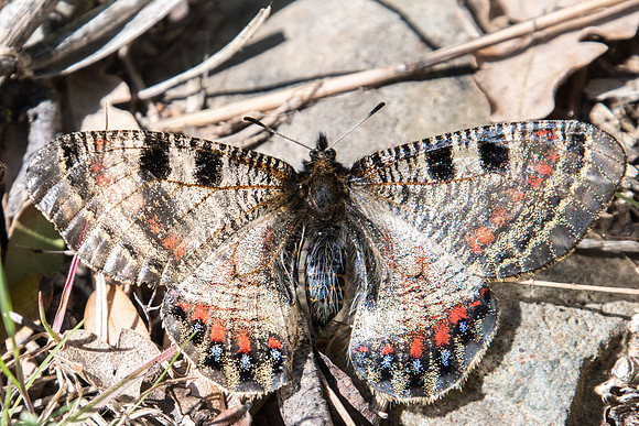 Archon apollinus ♀-5763 -Alexandroupoli - 12/04/22