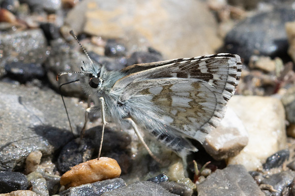 Pyrgus carthami-0164