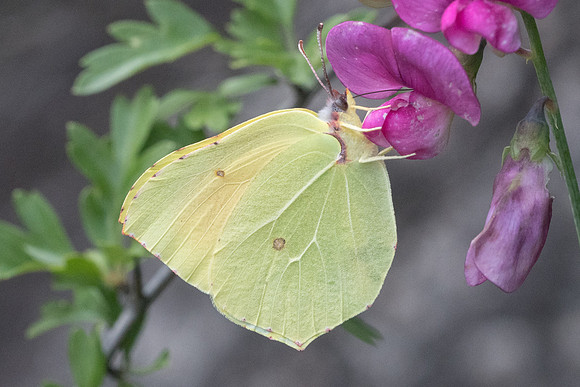 Gonepteryx cleopatra - 8960 - Corse - 16/06/23