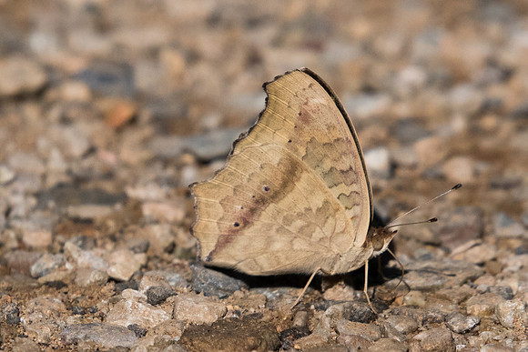 Junonia lemonias-0231 - Chiang Dao - 16/11/23