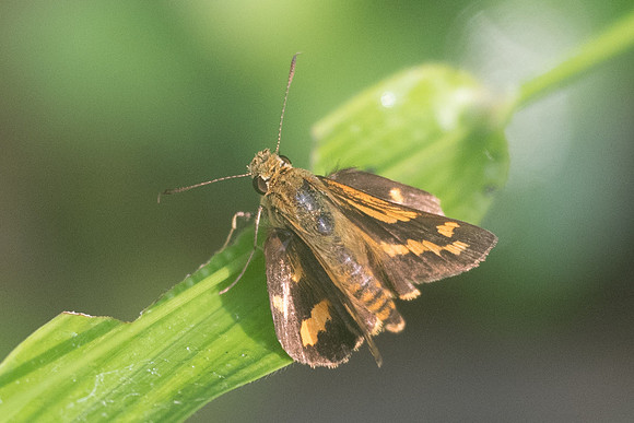 Potanthus sp id--9842 - Chiang Dao - 16/11/23
