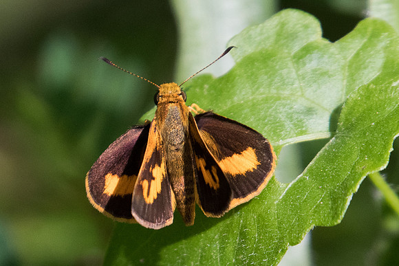 Oriens gola pseudolus - 1339 Koh Samui - 18/03/23