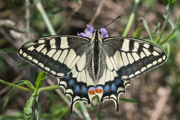 Papilio machaon-8878 - Corse - 16/06/23