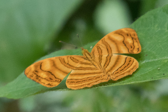 Chersonesia rahria -1189 - Koh Samui - 18/03/23