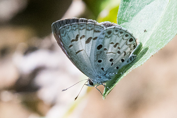 Acytolepis puspa gisca id--2362  - Chiang Dao - 15/11/23
