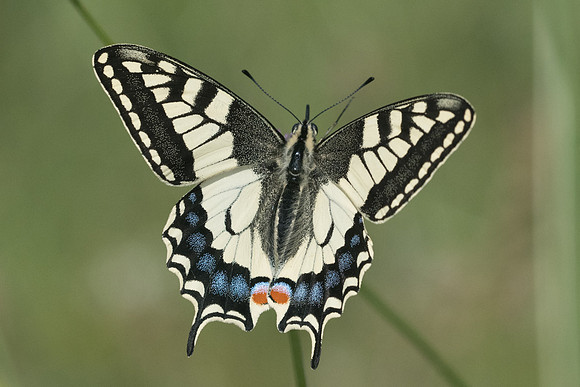 Papilio machaon-8811 - Corse - 16/06/23
