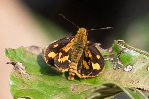 Potanthus nesta-5185 - Doi Suthep - 9/03/23