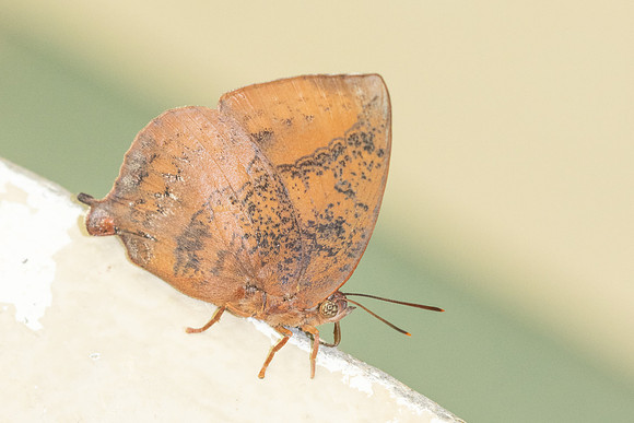 Amblypodes anita anita-4116 - Doi Inthanon - 23/03/25
