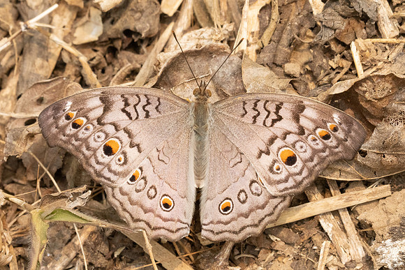 Junonia atlites-2080