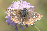 Pyrgus sp-9238