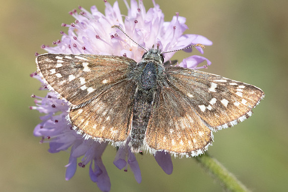 Pyrgus sp-9238