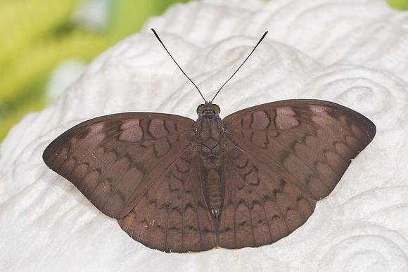 Tanaecia jahnu-3351 - Chiang Rai - 20/11/23