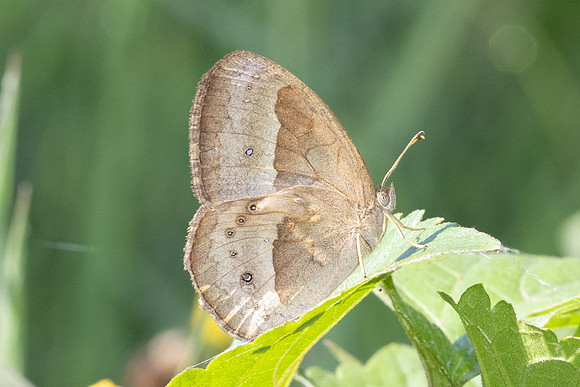 Mycalesis gotama-5075