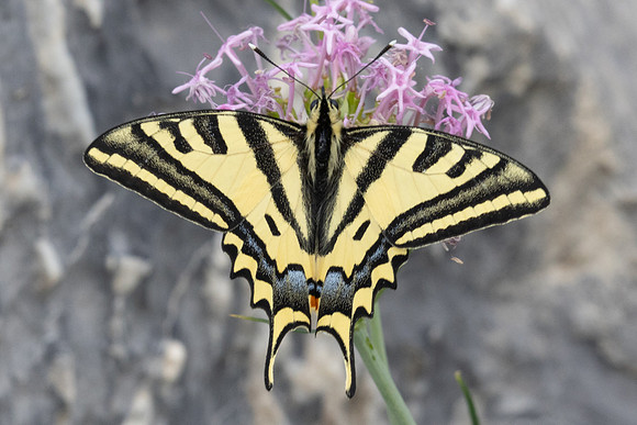 Papilio alexanor-0306