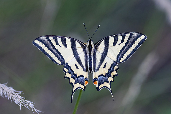 Papilio alexanor-2724