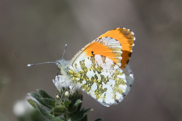 Anthocharis cardamines-8722 - Route Paranestiou Sidironerou - 15/04/22