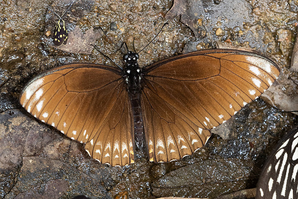 Chilasa clytia clytiaf f onpape -3385 - Chiang Dao - 19/03/24