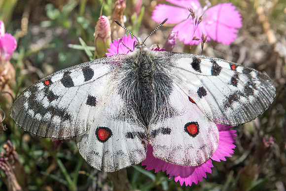 Parnassius sacerdos-1214 - Cervières - 18/07/22