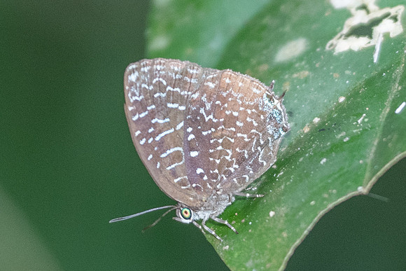 Arhopala democritus democritus-7271 - Khao Phanom Bencha National Park - 28/11/23