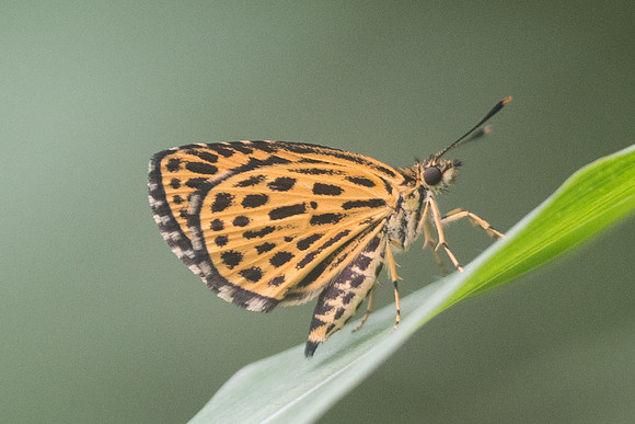 Ochus subvittatus-2281  - Chiang Dao - 17/11/23