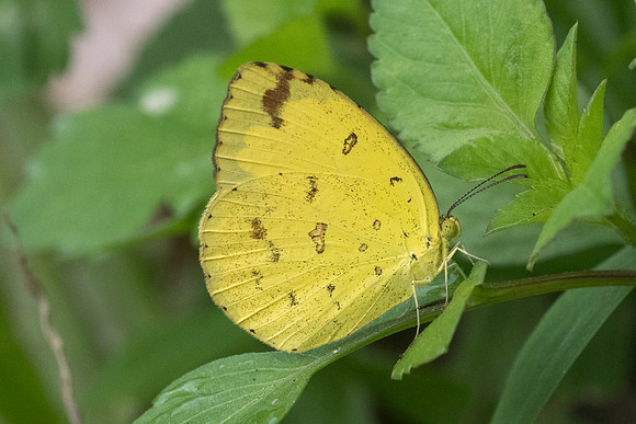 Eurema hecabe hecabe id--8095- Chiang Dao  - 11/03/23