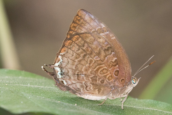 Arhopala centaurus nakula-2108 - Koh Samui - 19/03/23