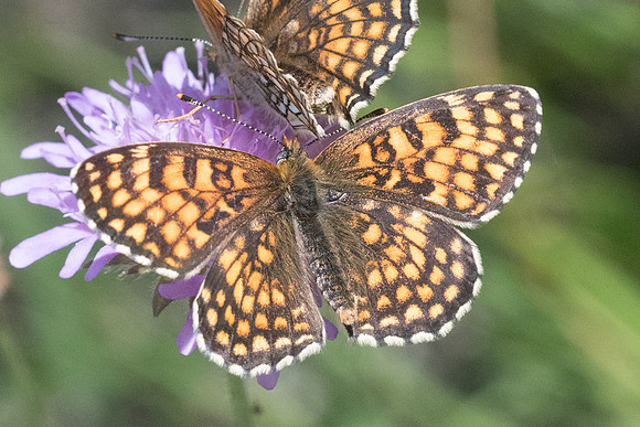 Melitaea diamina ssp vernetensis-4561 - Bolquere - 18/07/23
